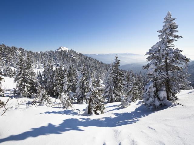 Spruce_Trees