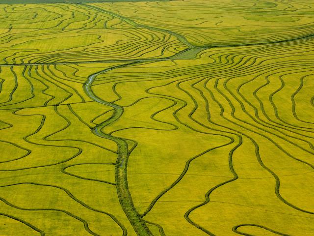 Rice_Fields