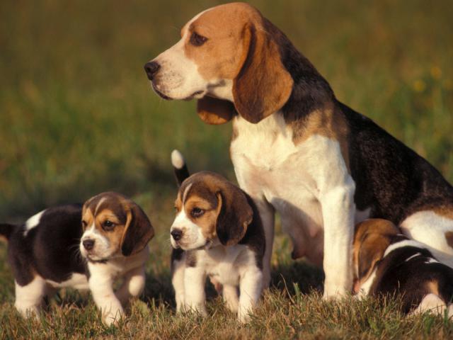 Beagle_Mama