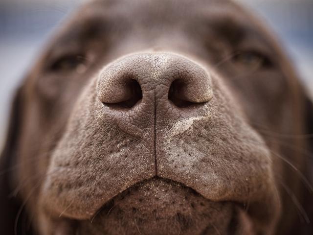 Chocolate_Labrador