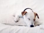 Dog_Napping