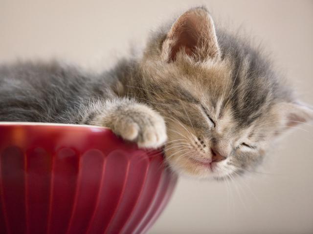 A_Snackbowl_Siesta