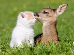 Fawn_and_Kitten