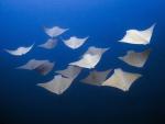 Cownose_Rays
