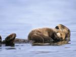 Sea_Otter