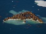 Walrus_Herd