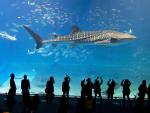 Whale_Shark_Okinawa