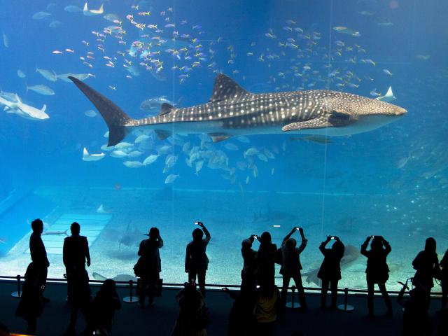 Whale_Shark_Okinawa