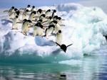 Adelie_Penguins_01