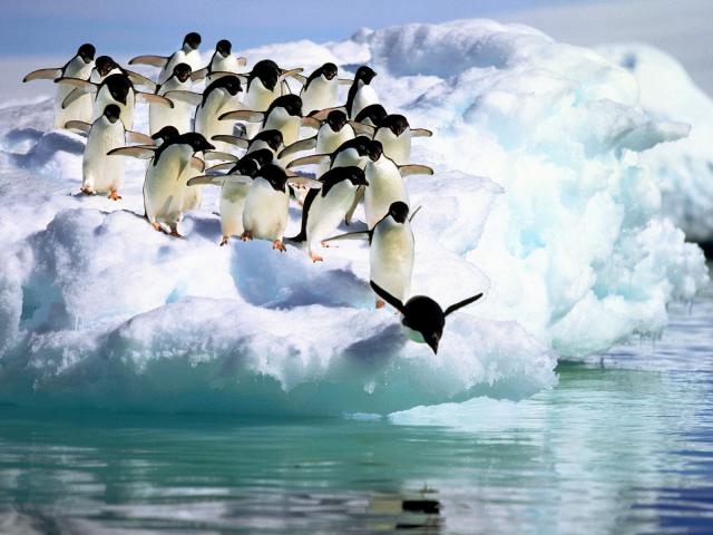 Adelie_Penguins_01
