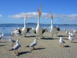 Beggars_Pelicans