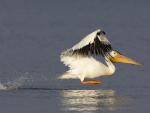 White_Pelican