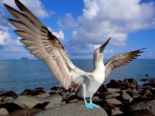 Blue-Footed_Booby