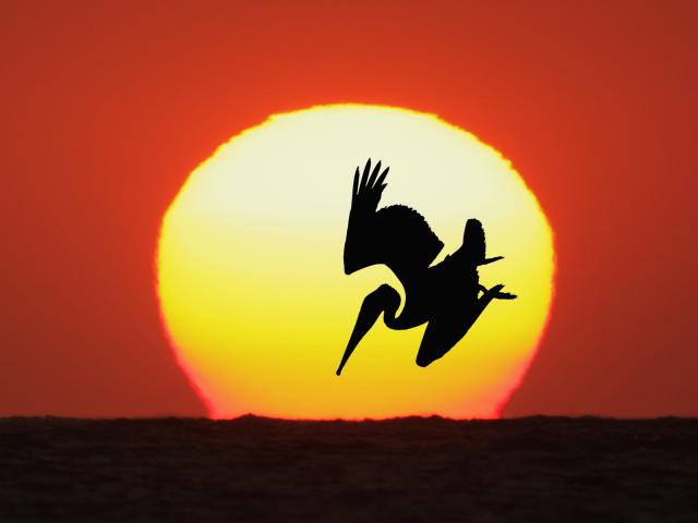 Diving_Brown_Pelican
