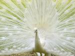 White_Peacock