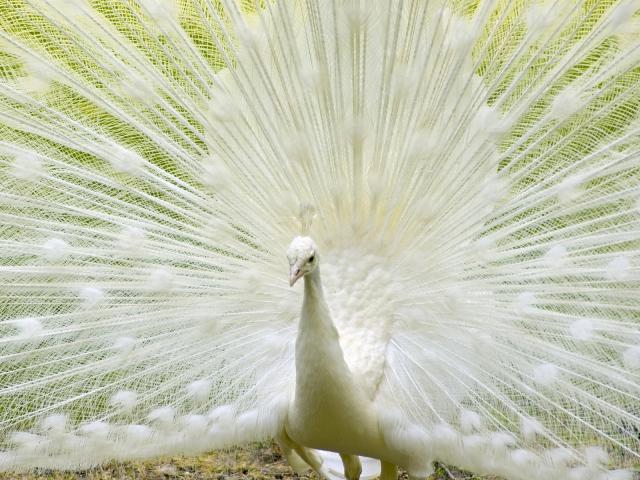 White_Peacock