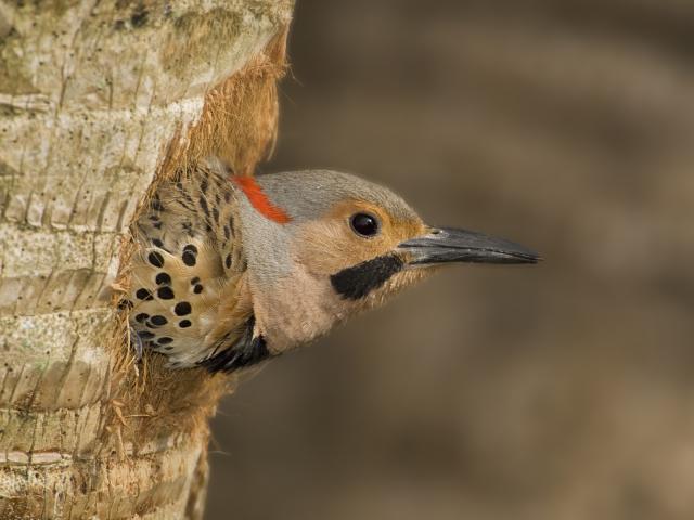 Male_Northern_Flicker