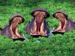 Hungry_Hippos