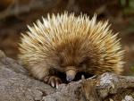 Short-Beaked_Echidna
