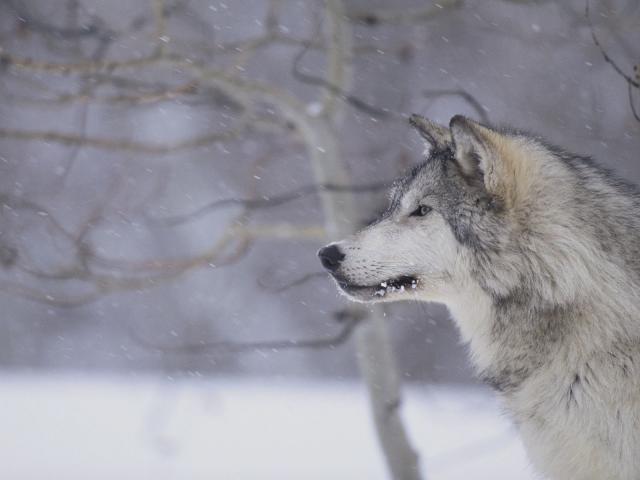Gray_Wolf_in_Snow