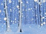 Beech_Forest