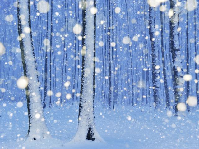Beech_Forest