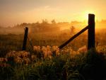Fence_and_Fog