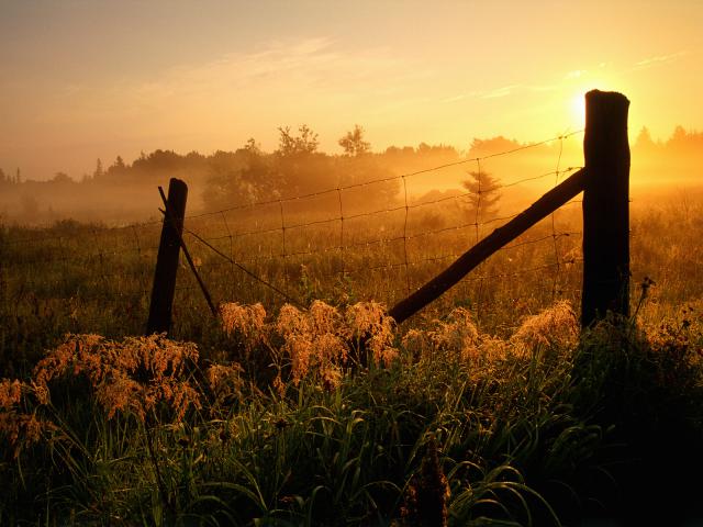 Fence_and_Fog
