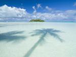 Palm_Tree_Paradise