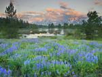 Wildflowers_Grand_Teton