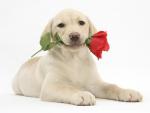 Be_My_Valentine