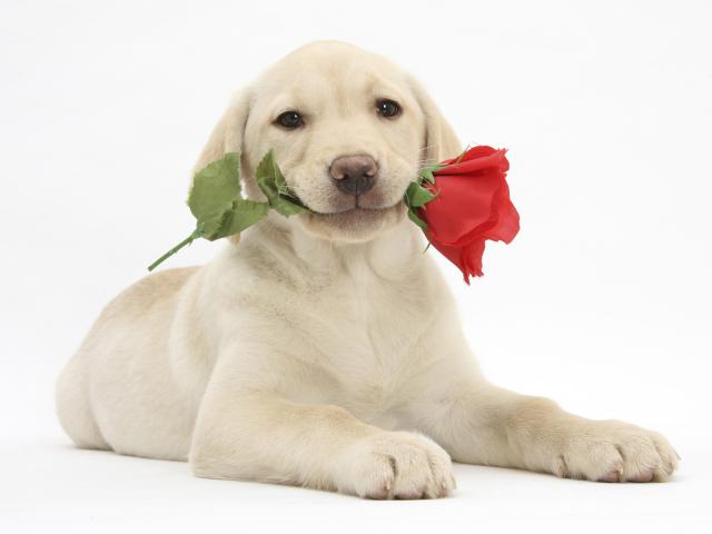 Be_My_Valentine