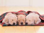 Resting_Retrievers