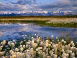 Cottongrass_Denali