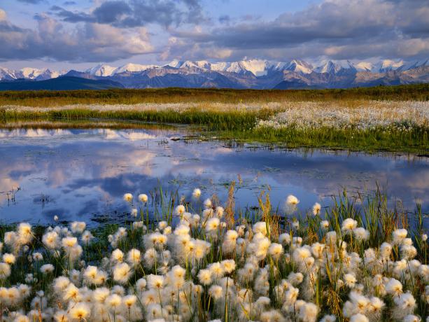 Cottongrass_Denali