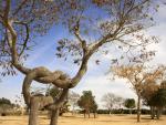 Pretzel_Tree