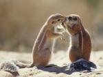 Squirrels_South_Africa