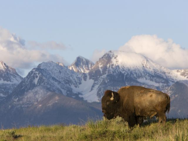 American_Bison