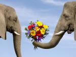 Elephants_Never_Forget