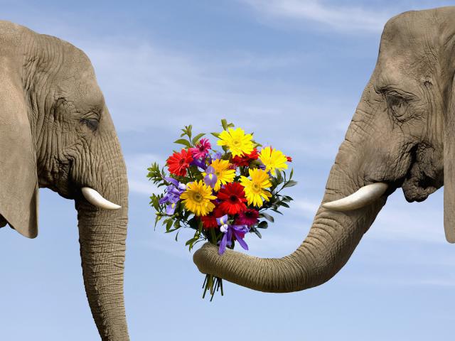 Elephants_Never_Forget