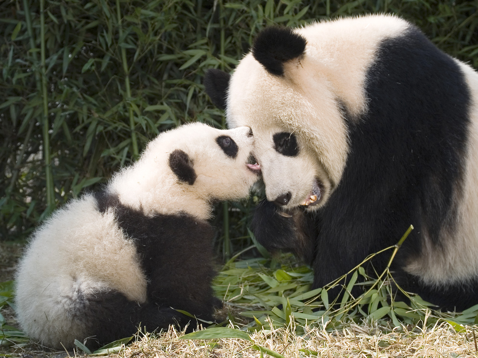 Giant_Panda_and_Cub