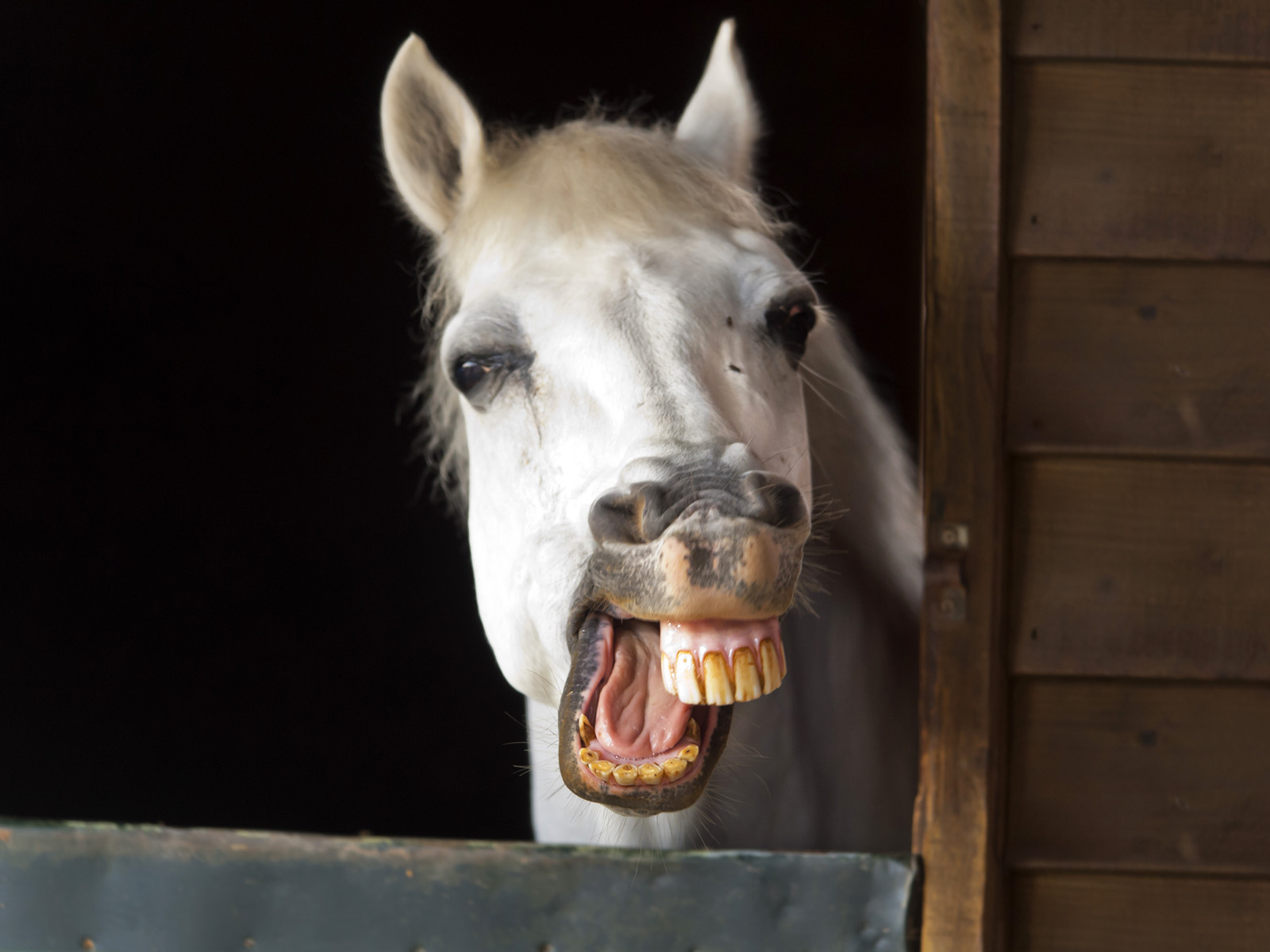 Horsing_Around