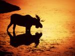 Moose_in_Silhouetted