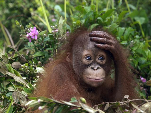 Orangutan_Borneo