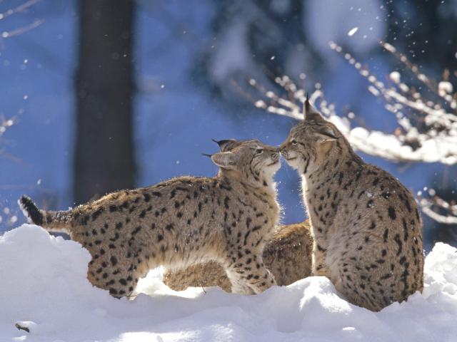 Eurasian_Lynx_Pair