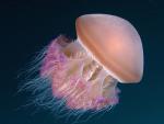 Delicate_Jellyfish