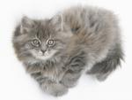 Maine_Coon_Kitten
