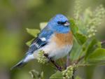 Lazuli_Bunting