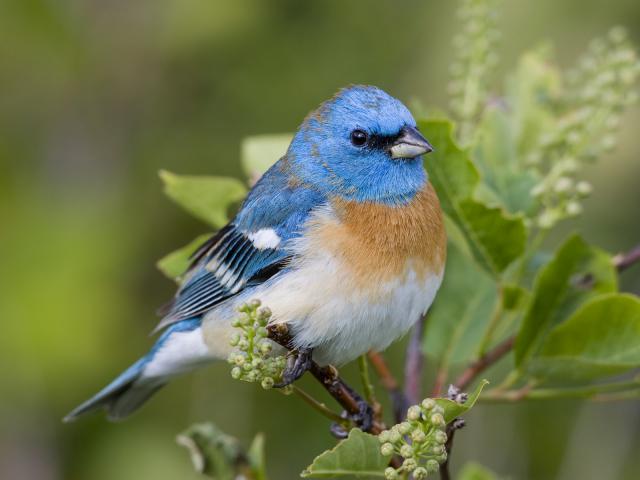 Lazuli_Bunting