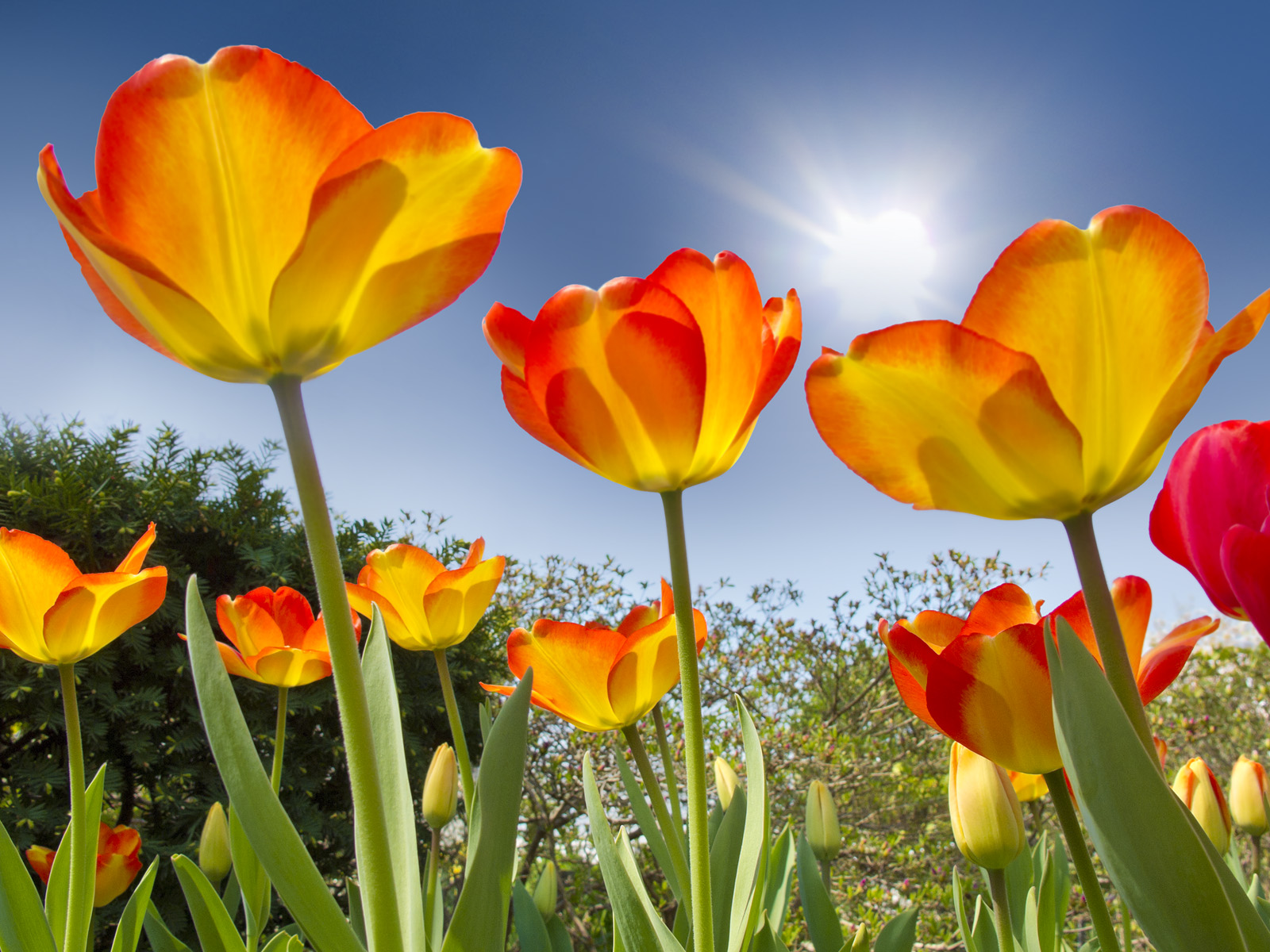 Blooming_Tulips